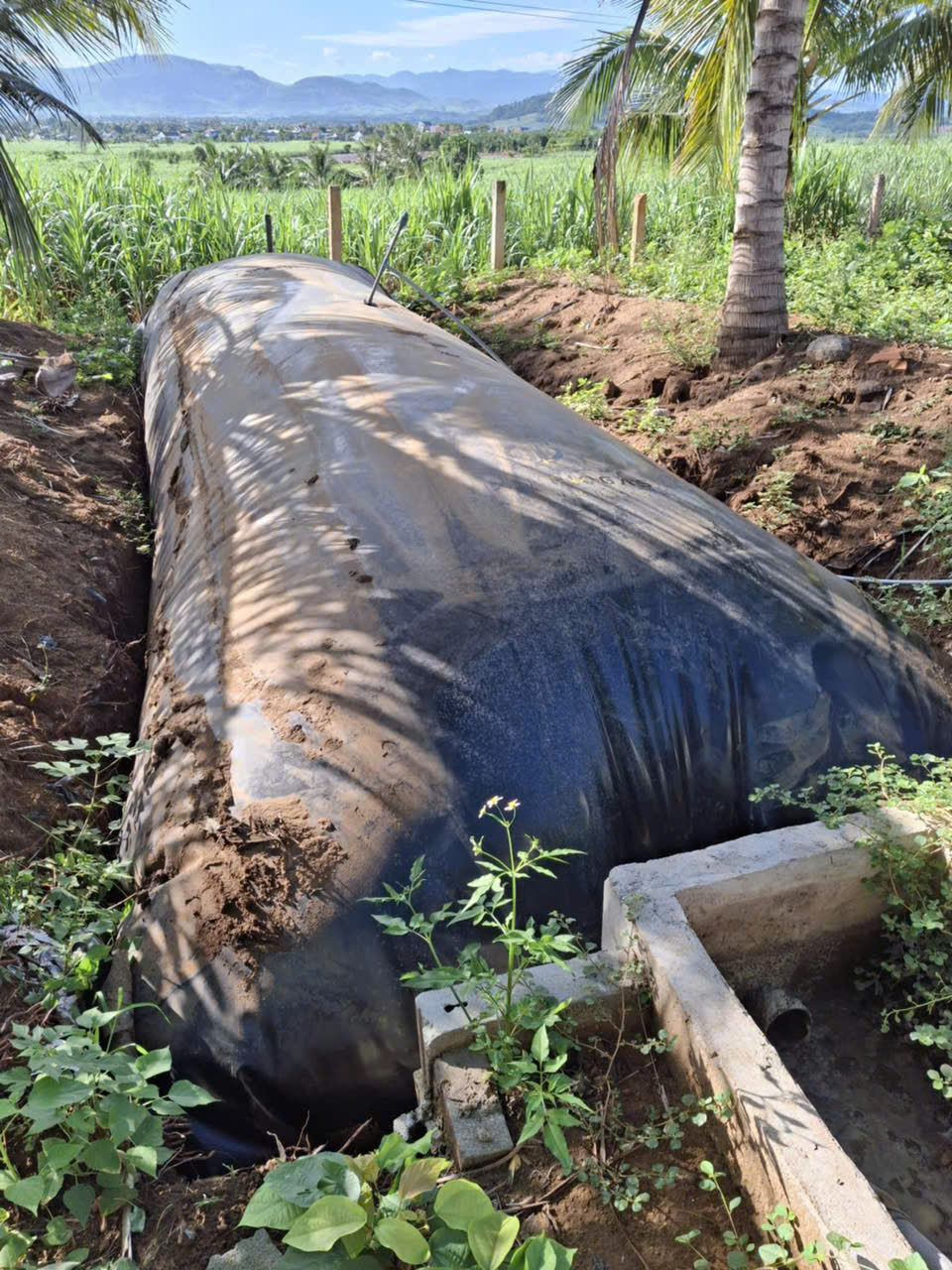 Túi Biogas 6 Khối, 8 Khối | Lưu Ý Sống Còn Về Hố Lắng Và Ống Ruột Gà